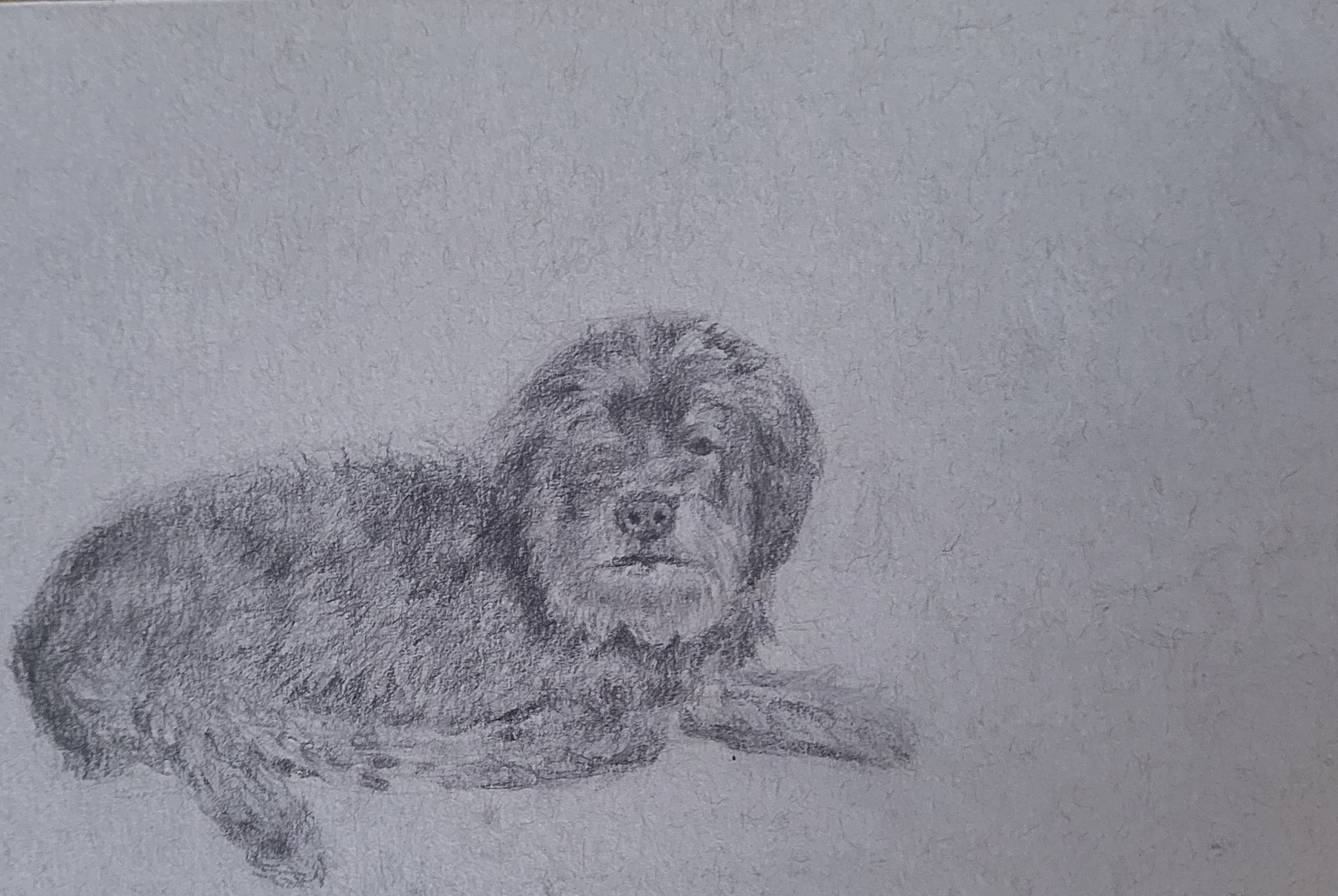 Dog at rest pencil sketch