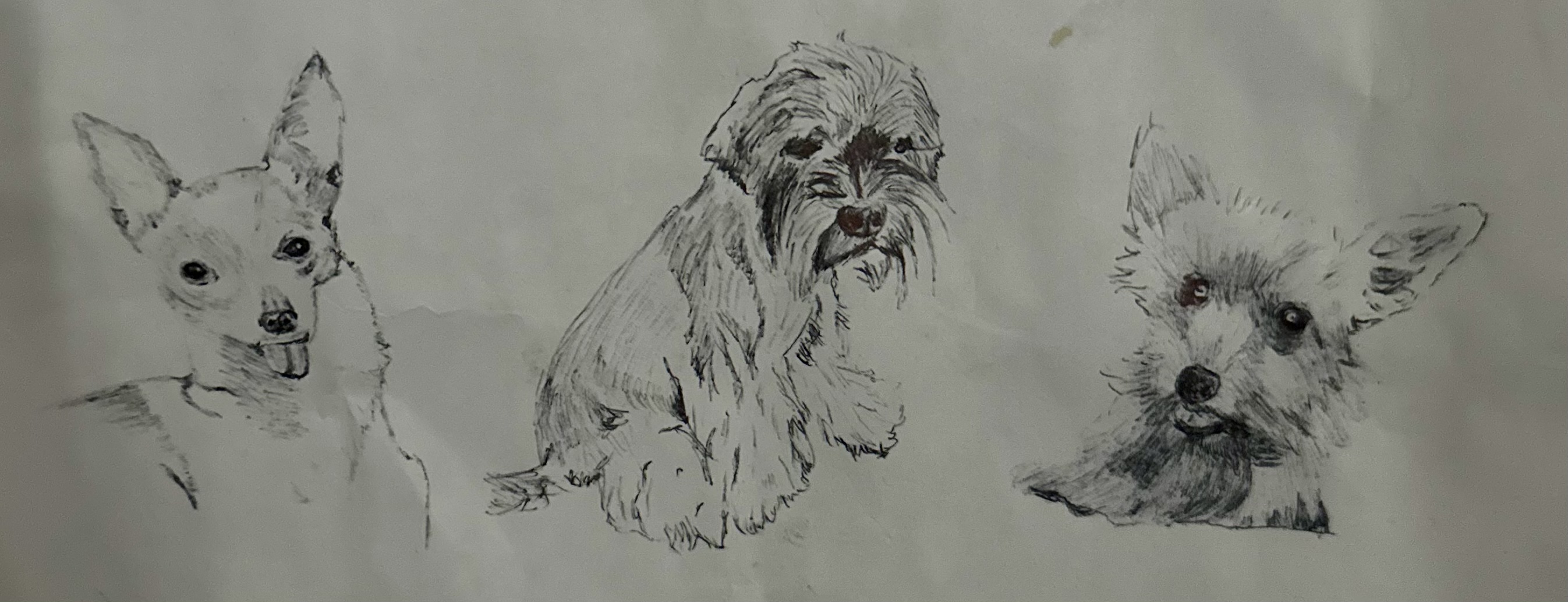Dog sketch pencil