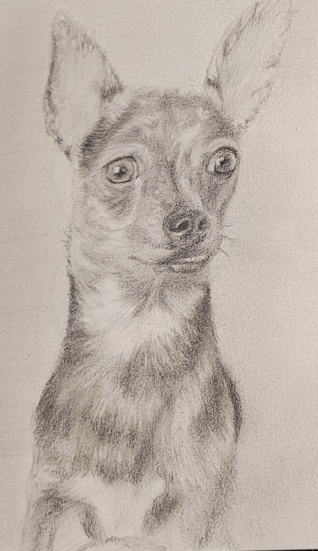 Three dog pen studies